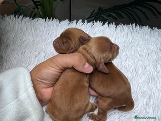 Cocker Spaniel Inglés perros COCKER SPANIEL INGLES - Anuncio 3