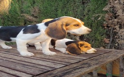 Beagle perros en venta: Disponibles cachorros Beagle  - Imagen 4