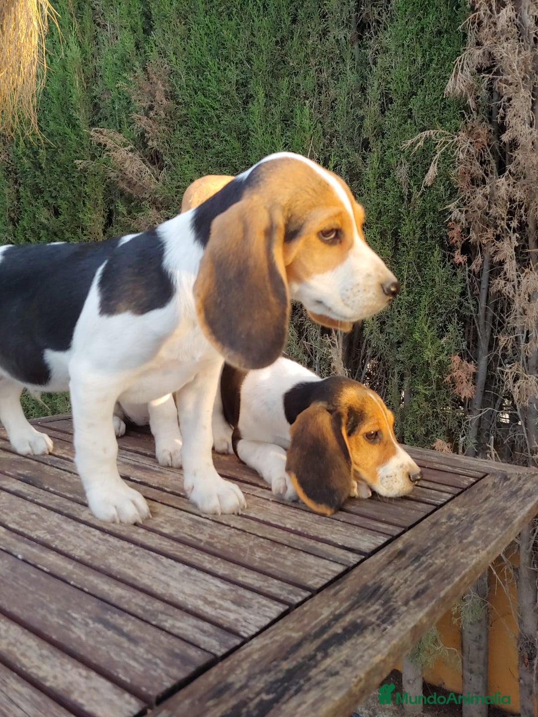 Beagle perros en venta: Disponibles cachorros Beagle  - Imagen 4