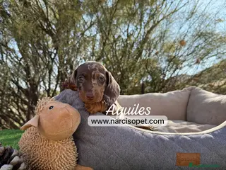 Teckel Miniatura perros CACHORRO TECKEL ARLEQUIN CHOCOLATE - Anuncio 39