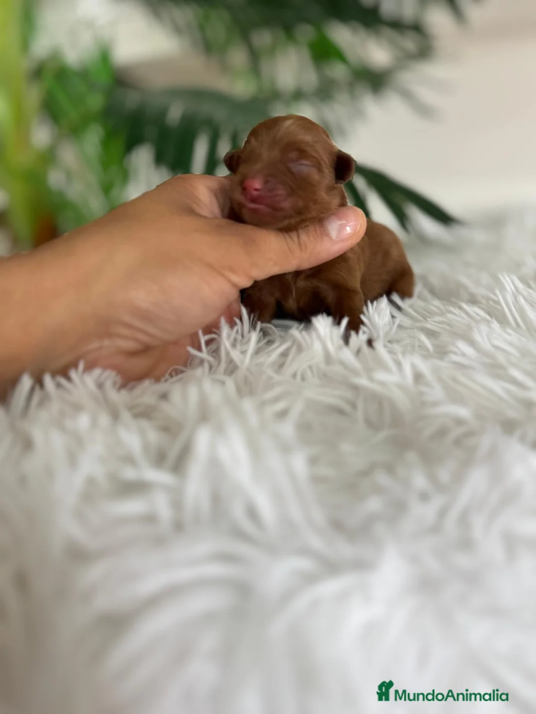 Maltipoo perros en venta: MALTIPOO ROJOS - Anuncio 1