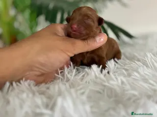 Maltipoo perros MALTIPOO ROJOS - Anuncio 2