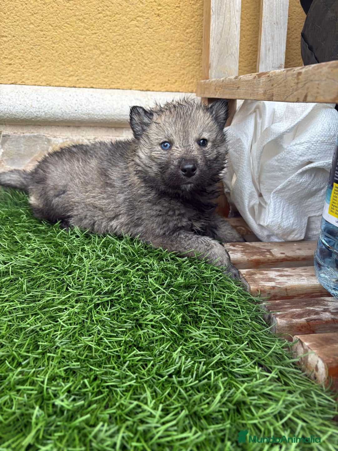 Husky Siberiano perros en venta: Husky siberiano macho agouti - Anuncio 6