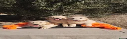 Golden Retriever perros en venta: Golden Retriever - Anuncio 2