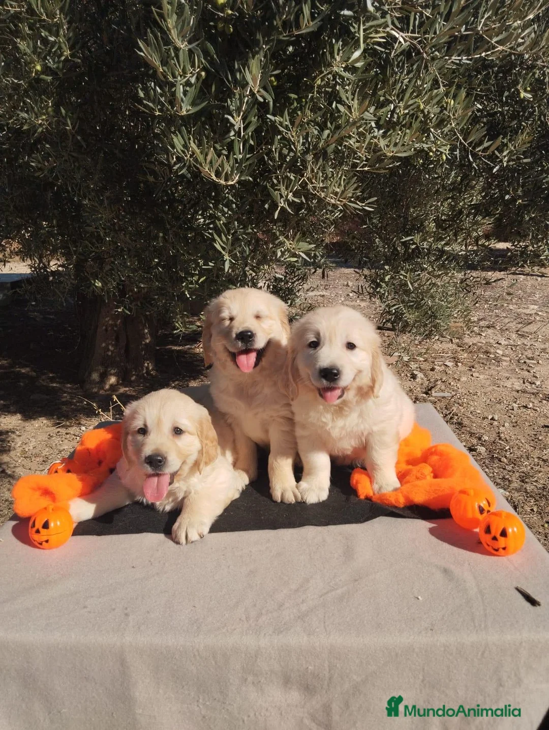 Golden Retriever perros en venta: Golden Retriever - Anuncio 2