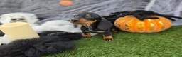 Teckel Miniatura perros en venta: TECKEL KANNINCHEN  - Anuncio 2