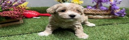 Maltipoo perros en venta: Maltipoo macho disponible Particolor !!! - Anuncio 1