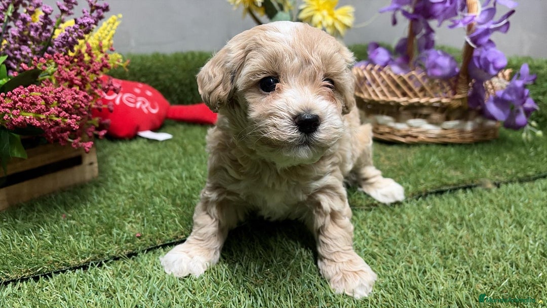 Maltipoo perros en venta: Maltipoo macho disponible Particolor !!! - Anuncio 1