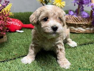 Maltipoo perros Maltipoo macho disponible Particolor !!! - Anuncio 1