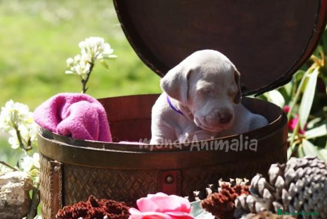 Imagen de galería {{count}}