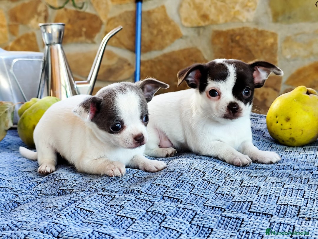 Chihuahua perros en venta: Chihuahua  - Imagen 1