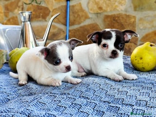 Chihuahua perros - Anuncio 1