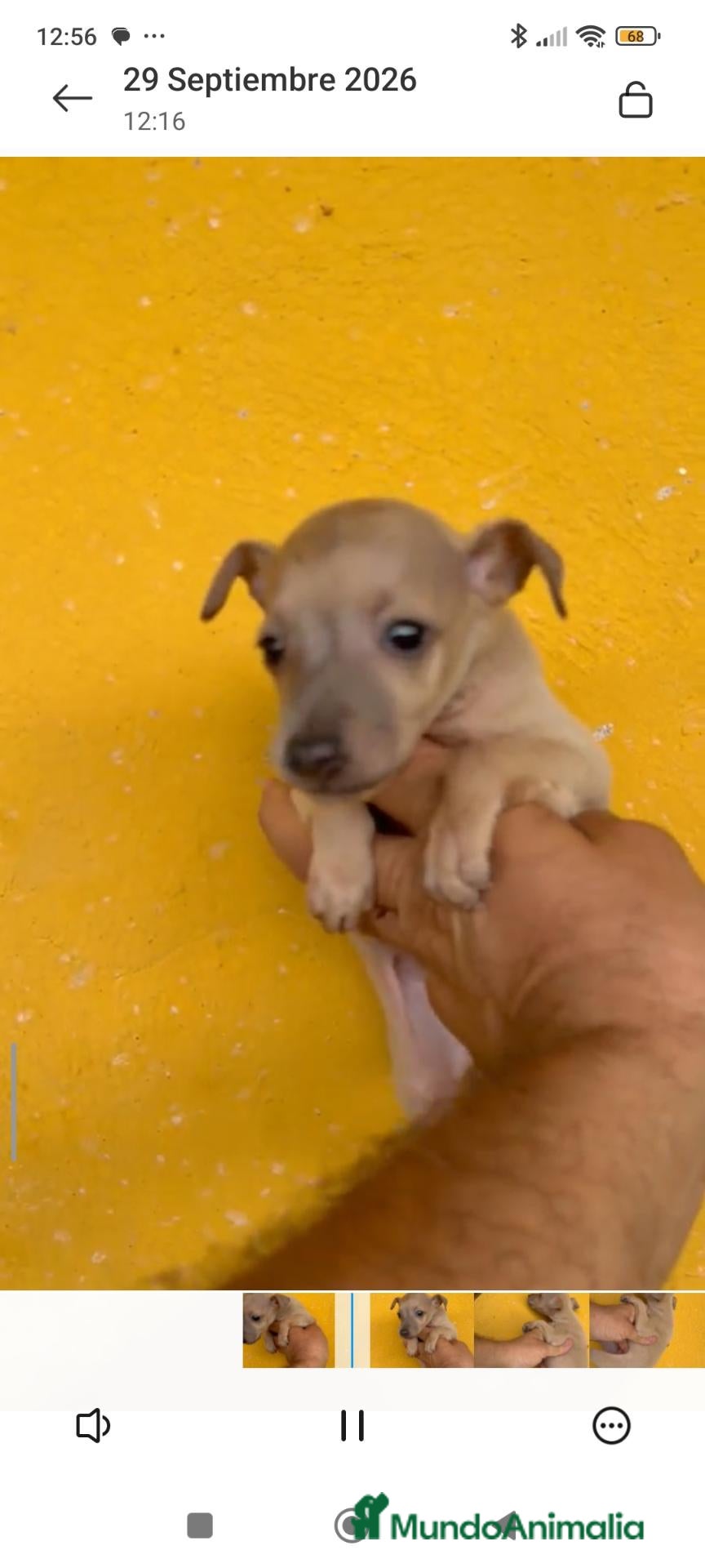 Pequeño Lebrel Italiano perros Cachorros Piccolo italiano  - Anuncio 1