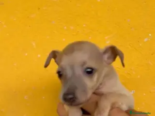 Pequeño Lebrel Italiano perros Cachorros Piccolo italiano - Anuncio 1