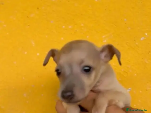 Pequeño Lebrel Italiano perros Cachorros Piccolo italiano - Anuncio 1
