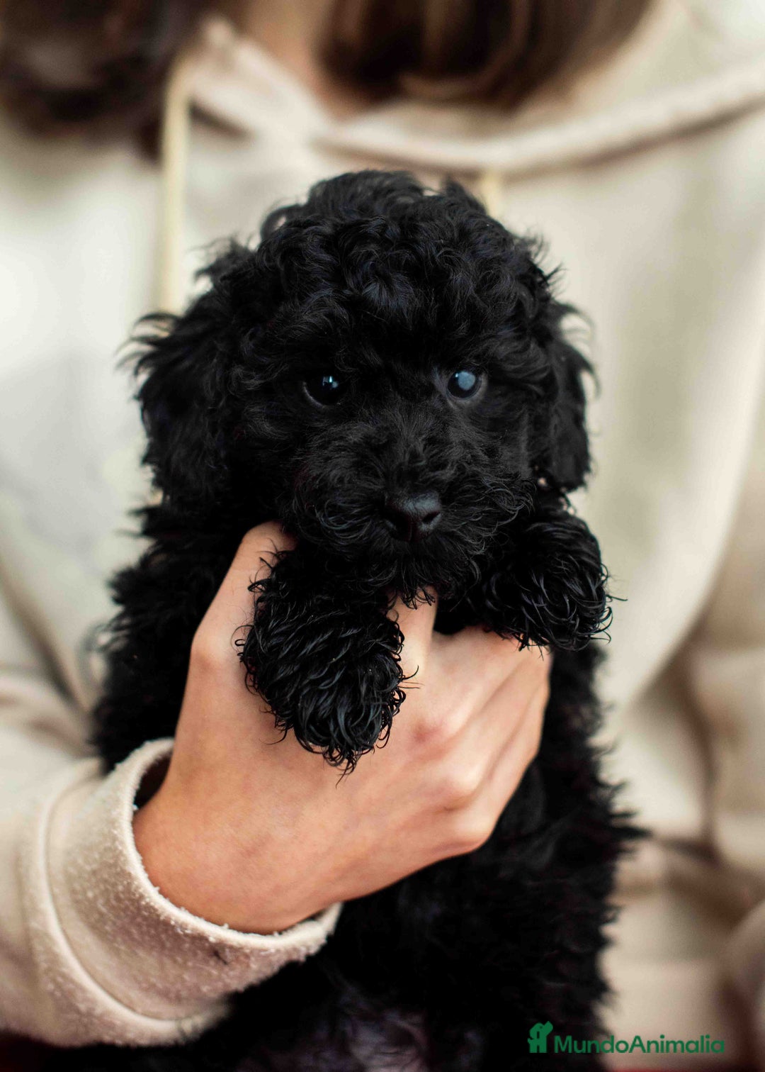 Caniche Toy perros en venta: Caniches negros - Anuncio 18