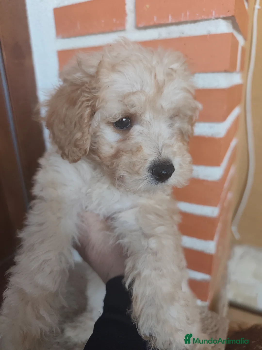 Caniche Toy perros en venta: Listos para entregar Toy 💛 - Anuncio 1