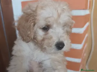 Caniche Toy perros Listos para entregar Toy 💛 - Anuncio 1
