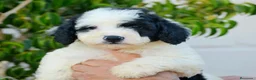 Perro de Agua Español perros en venta: Camada de perro de agua  - Anuncio 3