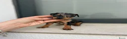 Ratón de Praga perros en venta: Raton de praga  - Anuncio 3