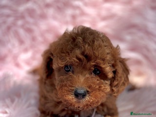 Caniche Toy perros - Anuncio 27