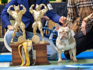 Bulldog Francés perros en Madrid - Anuncio 5