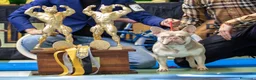 Bulldog Francés perros para monta: Bulldog frances New Sade en Madrid - Anuncio 1