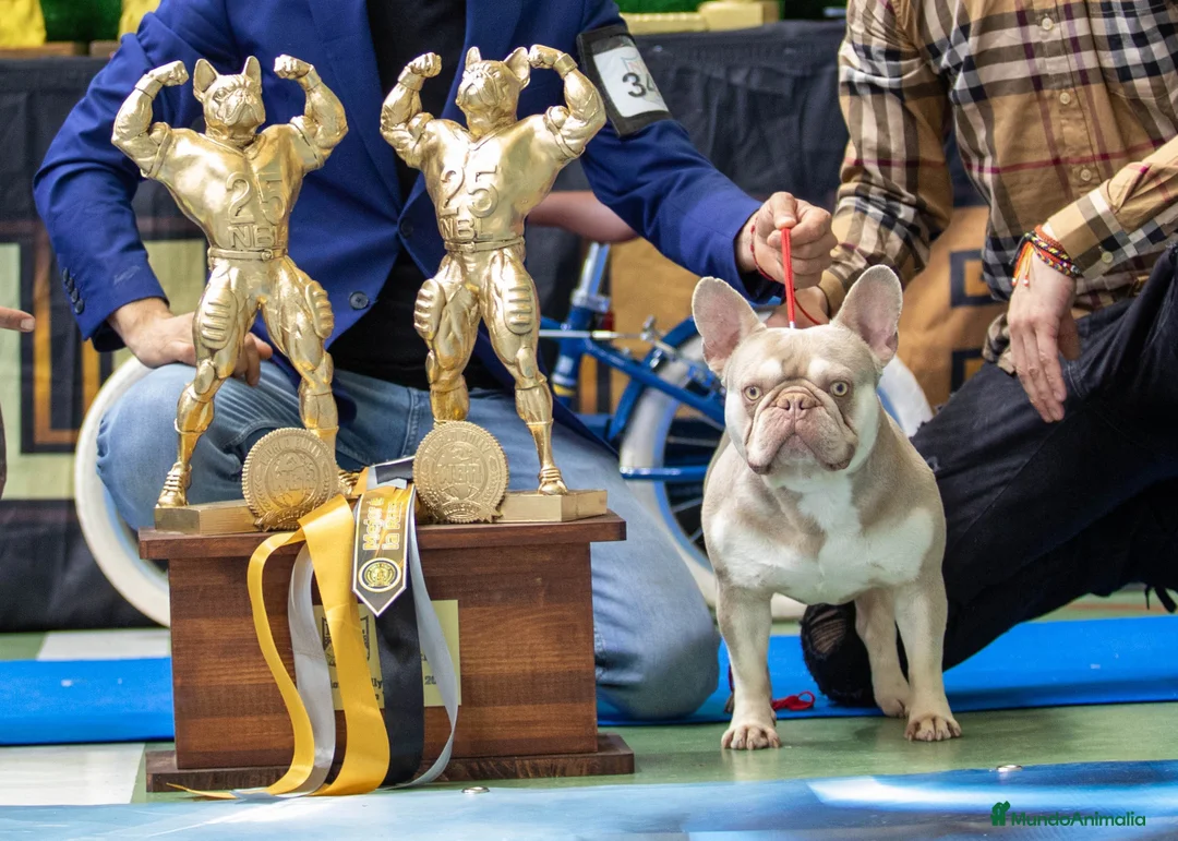 Bulldog Francés perros para monta: Bulldog frances New Sade en Madrid - Anuncio 1