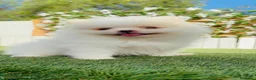 Pomerania perros en venta: POMERANIA - Anuncio 12