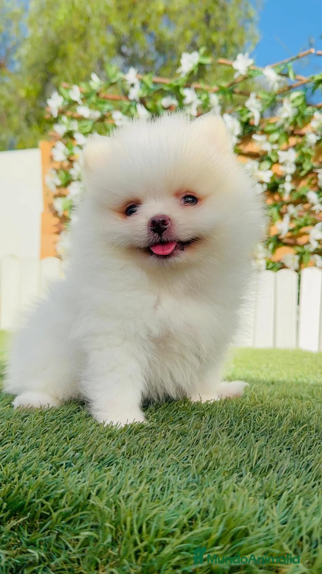 Pomerania perros en venta: POMERANIA - Anuncio 12