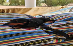 Teckel perros en venta: Cachorrita teckel negro y fuego  - Imagen 5