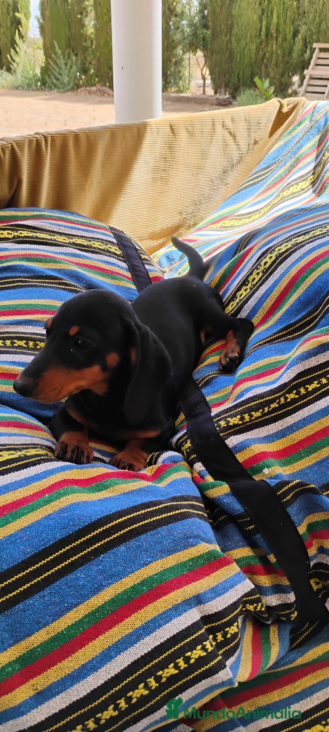 Teckel perros en venta: Cachorrita teckel negro y fuego  - Imagen 5
