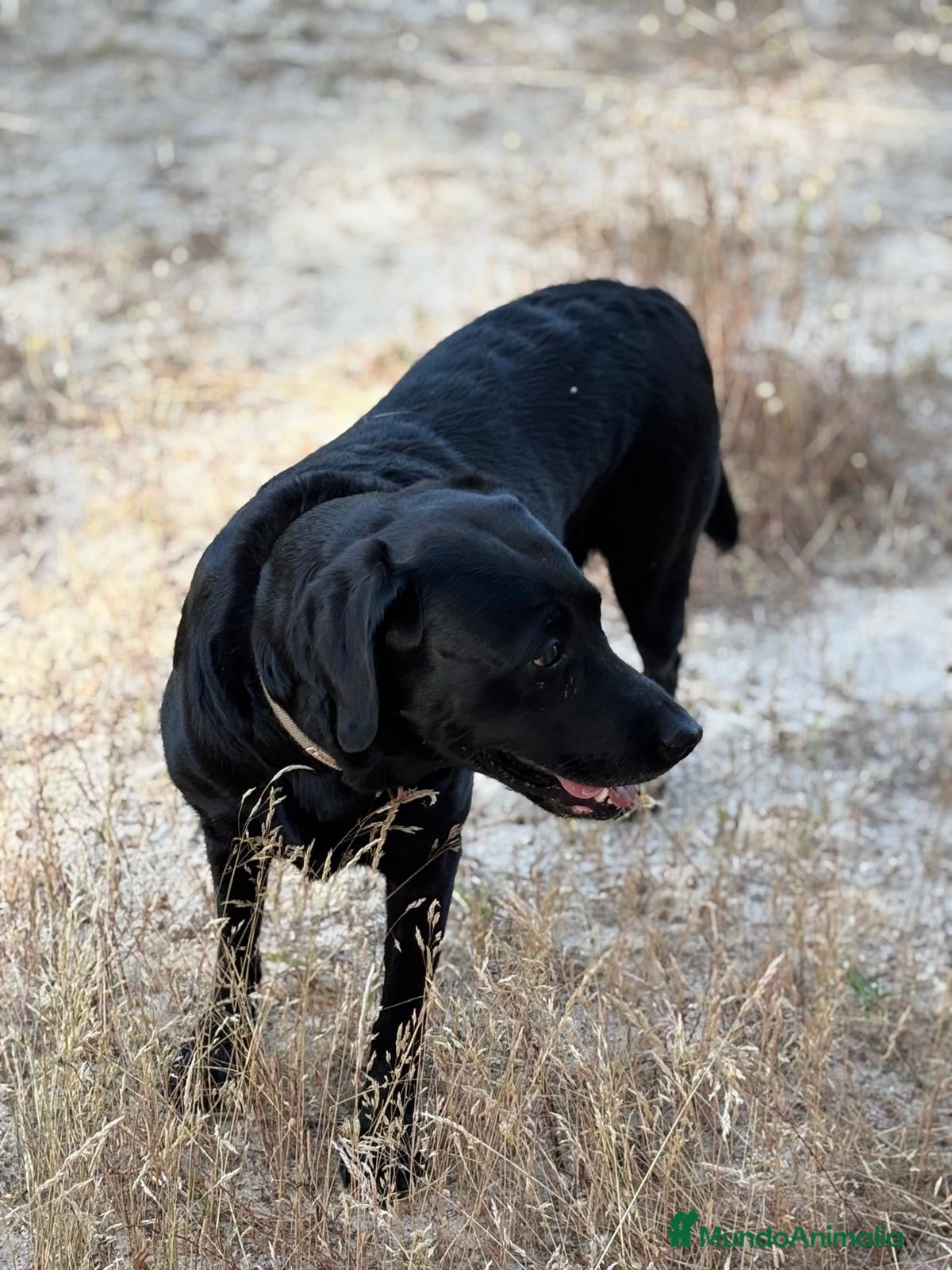 Labrador Retriever perros en venta: LABRADOR RETRIEVER - Anuncio 4
