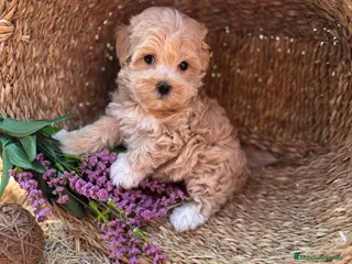 Maltipoo perros Maltipoo criados con muchísimo cariño!!! - Anuncio 1
