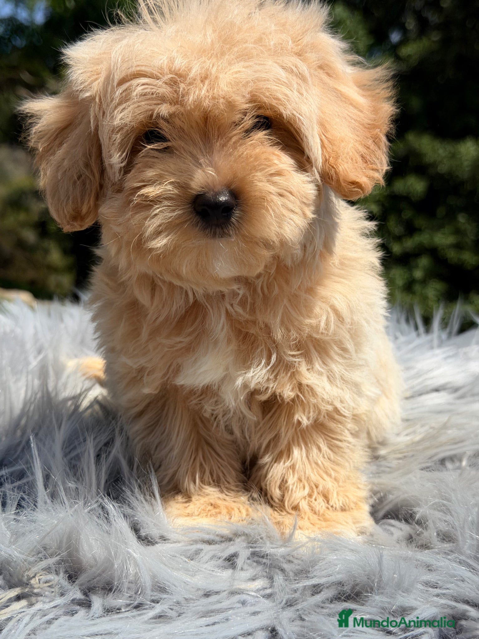 Maltipoo perros Maltipoo macho Toy  - Anuncio 1