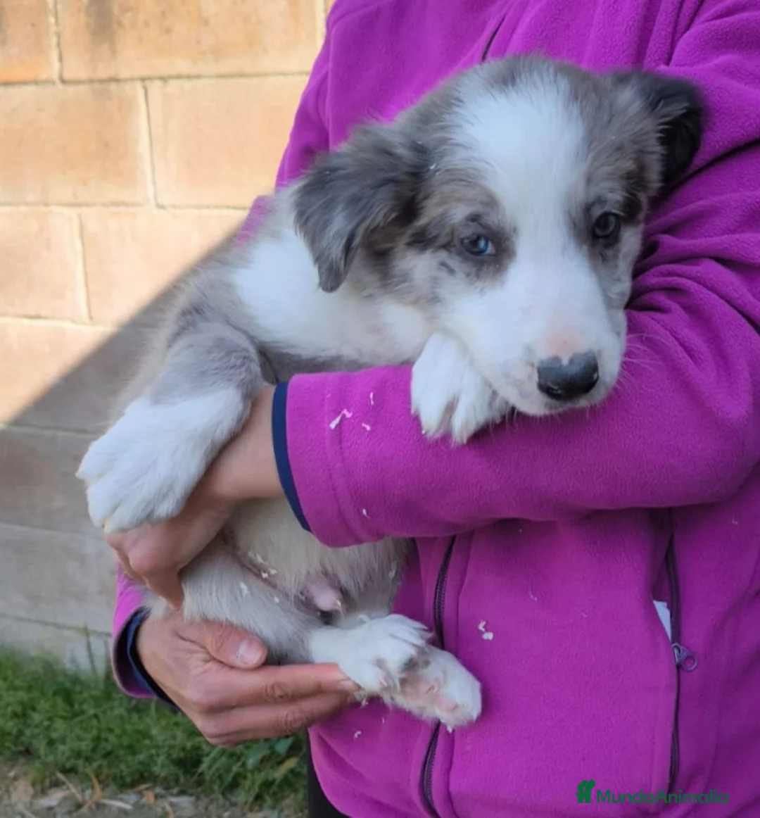 Border Collie perros en venta: Cachorros border collie 2 meses - Anuncio 7