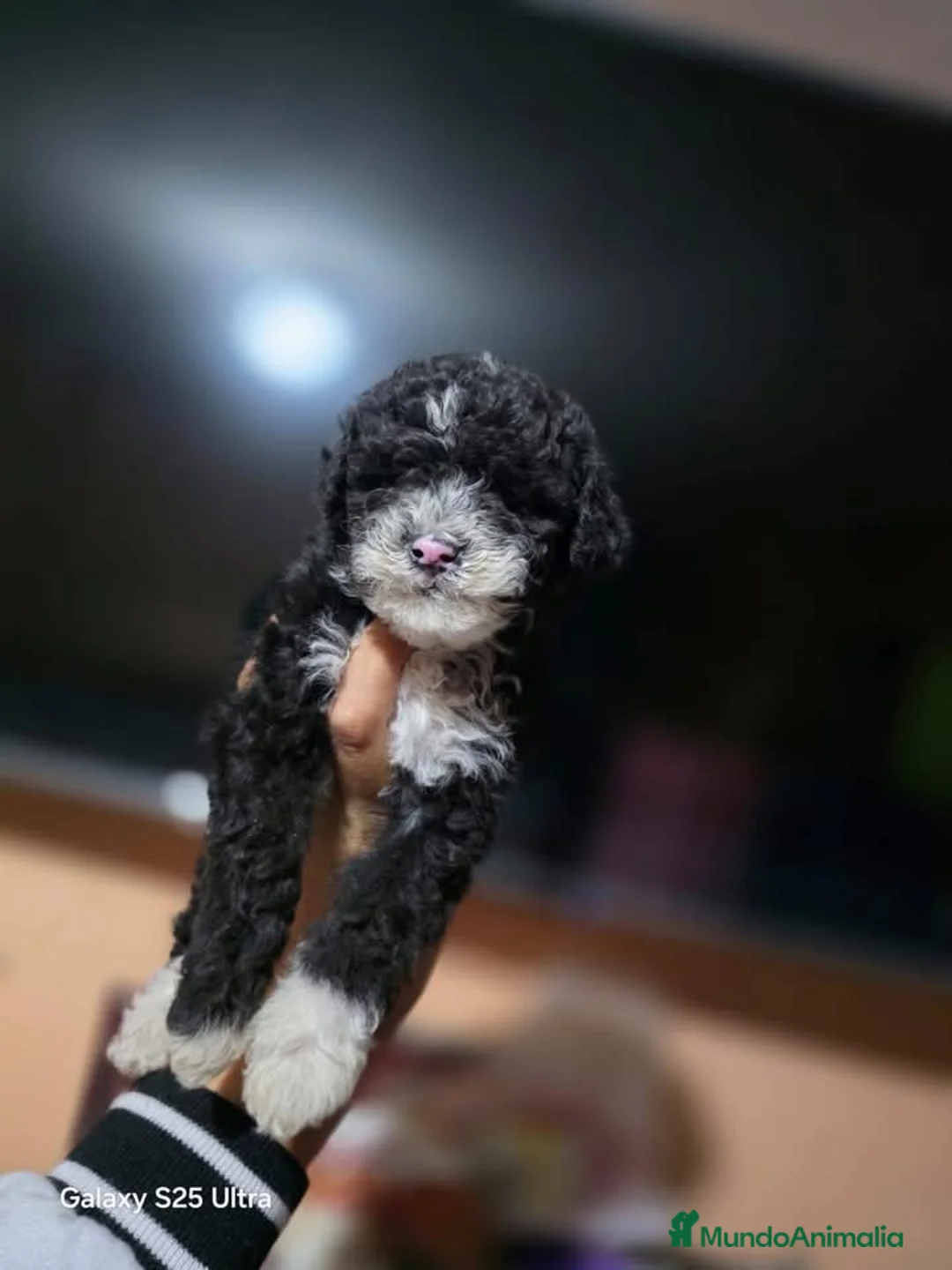 Perro de Agua Español perros en venta: Perro de agua español  - Anuncio 1