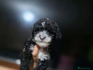 Perro de Agua Español perros Perro de agua español - Anuncio 1