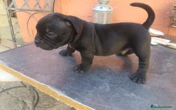 American Bully perros en venta: América bully  - Imagen 4