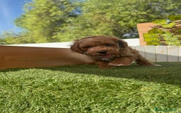 Caniche Toy perros en venta: CANICHE TOY MACHOS - Imagen 18