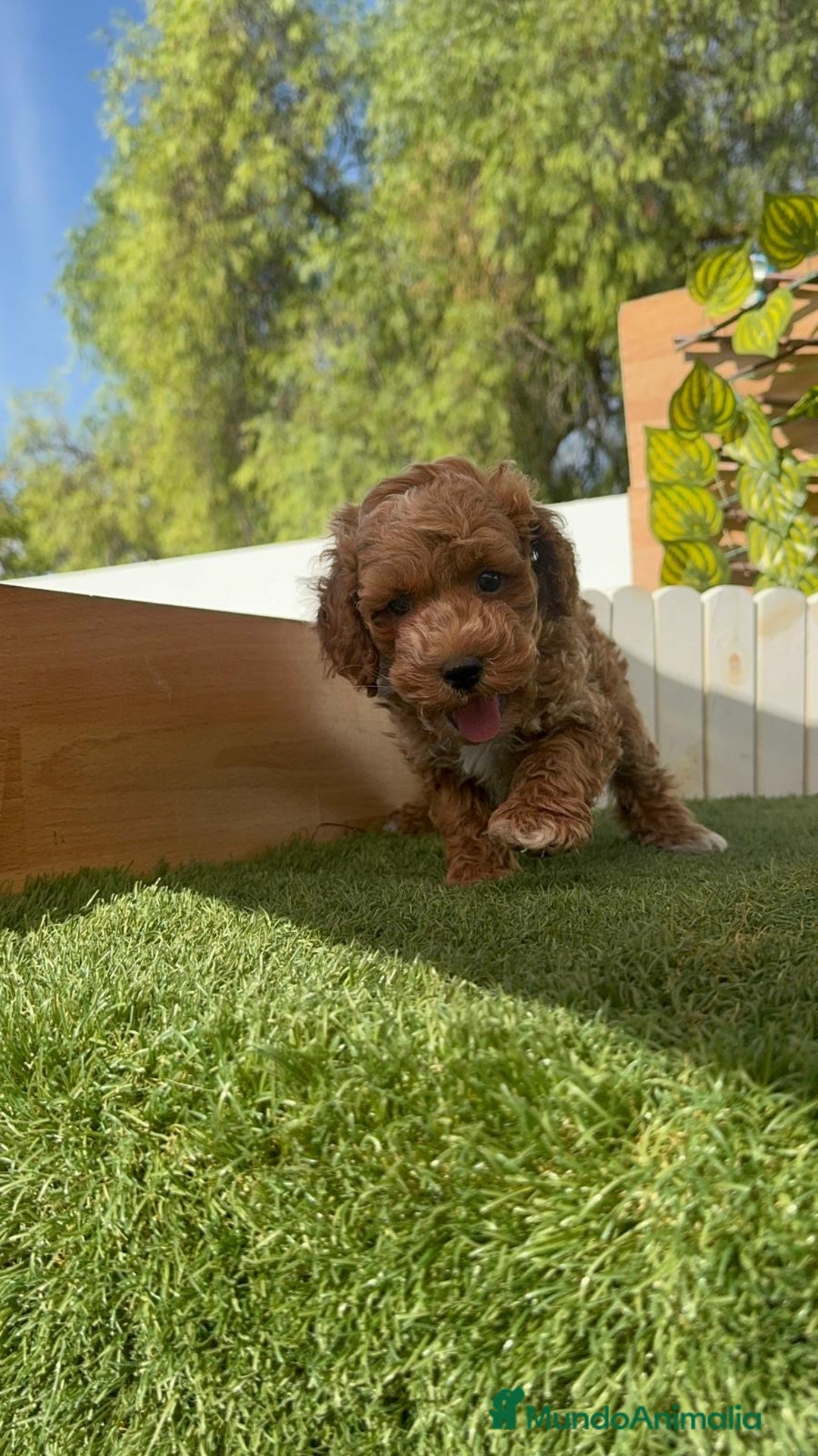 Caniche Toy perros en venta: CANICHE TOY MACHOS - Imagen 18