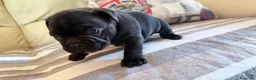 Bulldog Francés perros en venta: Espectáculo de bulldog francés negro - Anuncio 10