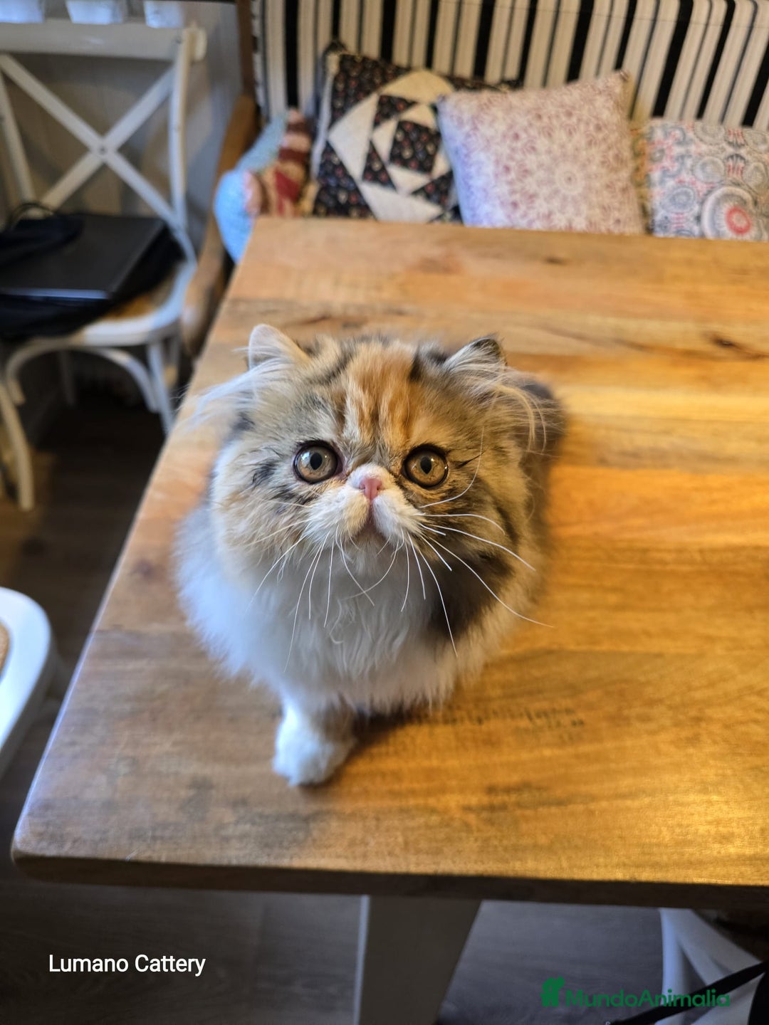 Persa gatos en venta: Gatita Persa Calico - Imagen 3