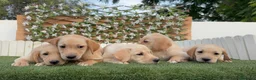 Labrador Retriever perros en venta: LABRADOR RETRIEVER-PRECIO REAL - Anuncio 12