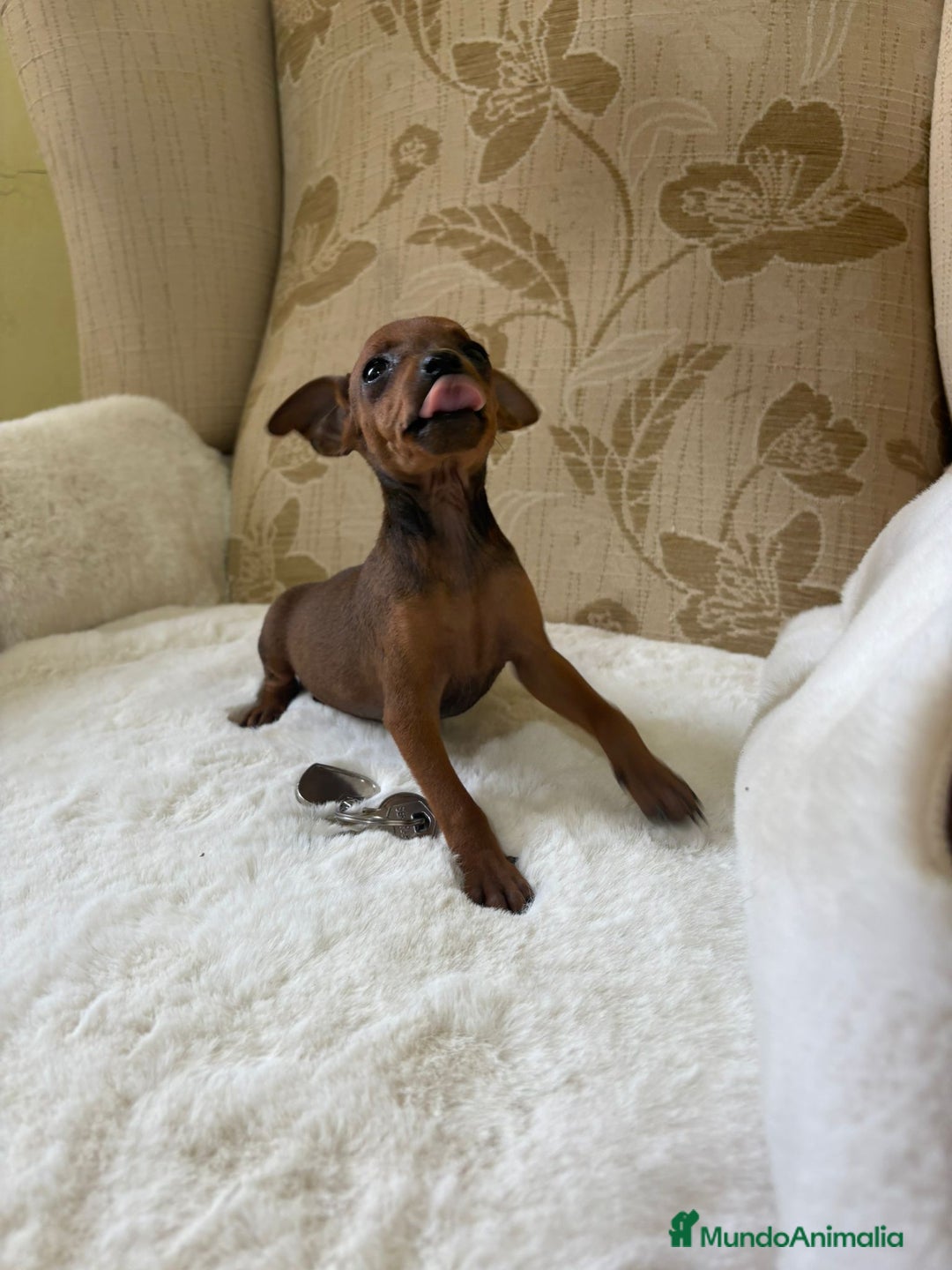 Pinscher Miniatura perros en venta: Pinscher Miniatura cachorros de ensueño - Imagen 11