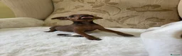 Pinscher Miniatura perros en venta: Pinscher Miniatura cachorros de ensueño - Anuncio 11