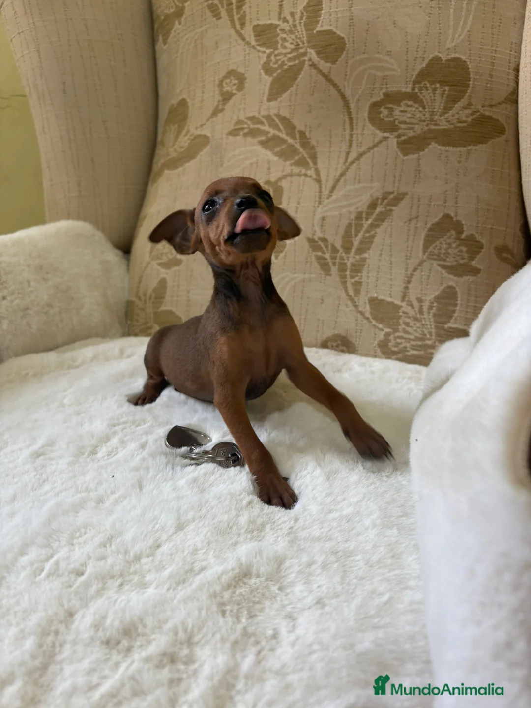 Pinscher Miniatura perros en venta: Pinscher Miniatura cachorros de ensueño - Anuncio 11