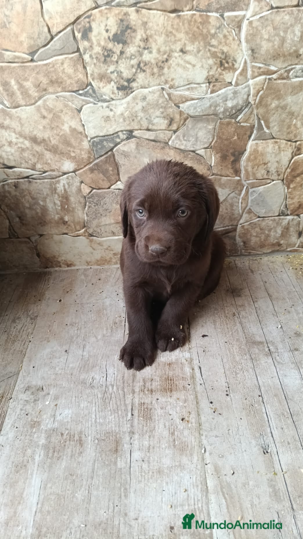 Labrador Retriever perros Labrador chocolate disponibles! en Alicante - Anuncio 6