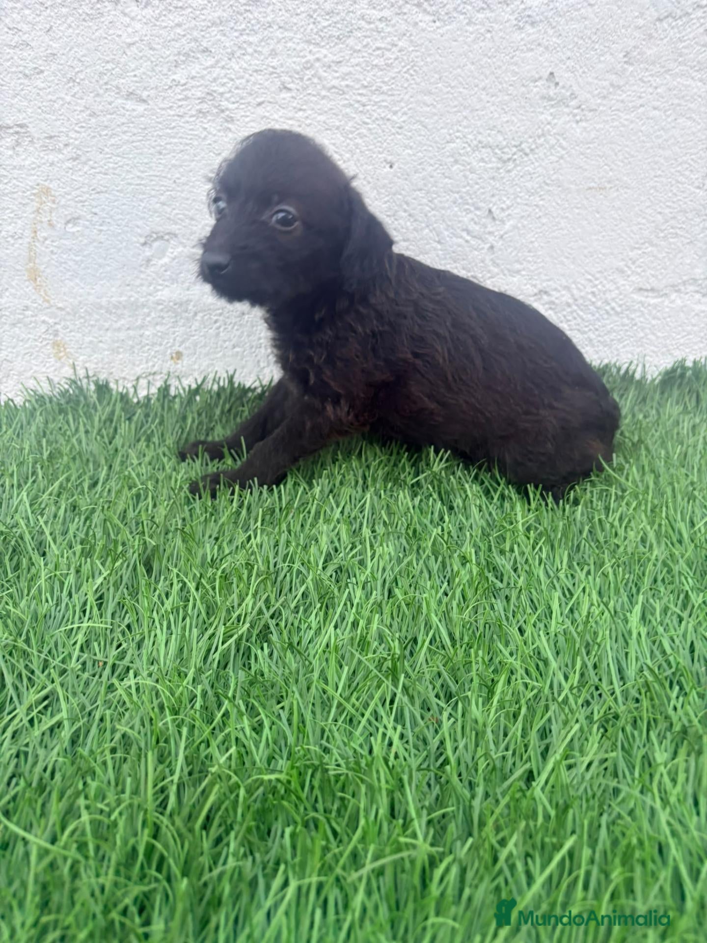 Raza Mixta perros Pootalian - Anuncio 3