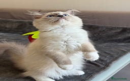 Ragdoll gatos en venta: Camada Ragdoll - Imagen 33